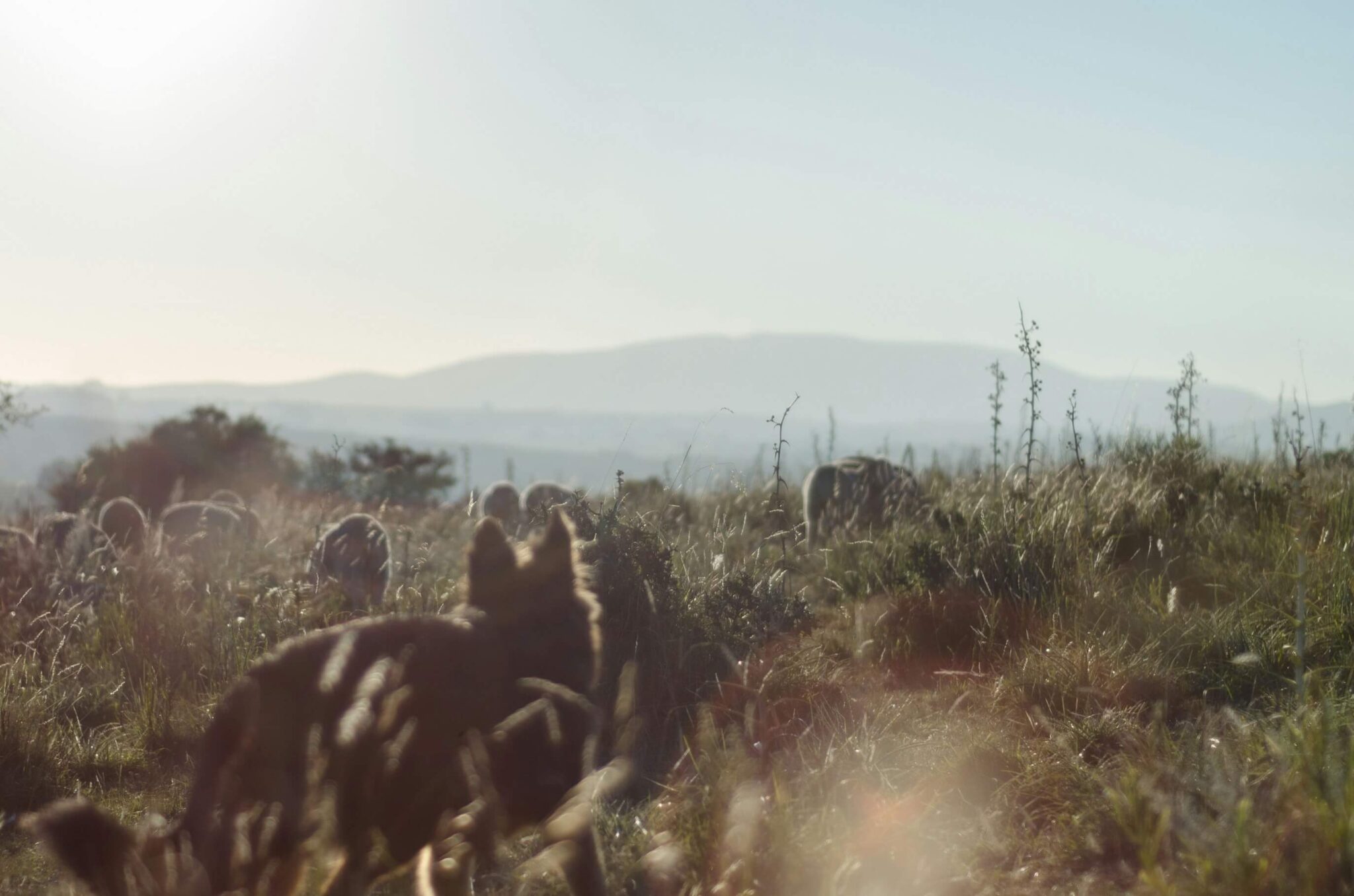 Lee más sobre el artículo Coexistencia del lobo en Álava